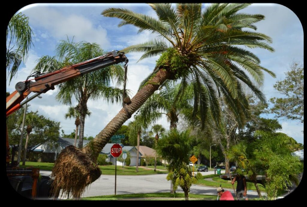 palm tree removal